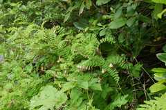 Astragalus chlorostachys